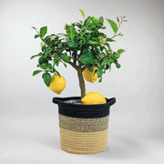 Stylish Woven Basket with water protection